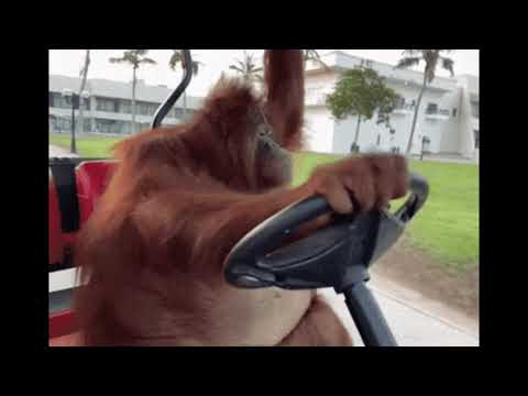 Life Could Be A Dream, but with more monke